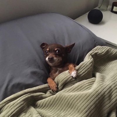 bofftheboard's profile picture. 