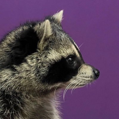 mmmmmromero's profile picture. mestre na autosabotagem