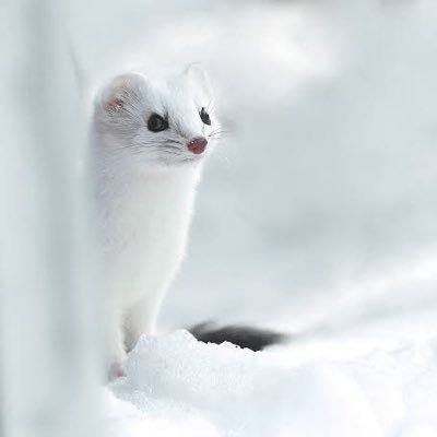 geewooo's profile picture. 포커스 입덕 뉴비