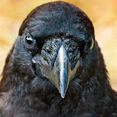 ImTheTroubadour's profile picture. Poet✏️ Musician🎵 Traveler🎒 Bird Lover 🐦‍⬛