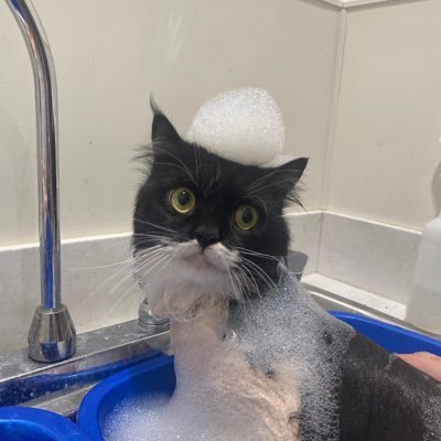 PlamenKMihaylov's profile picture. est. 2023