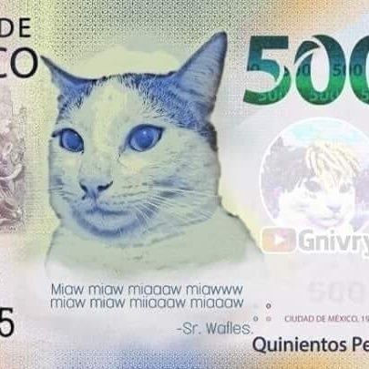 swingingdl7's profile picture. mexican power