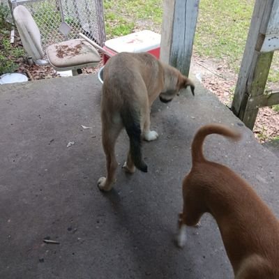 SnorterTokenST1's profile picture. 