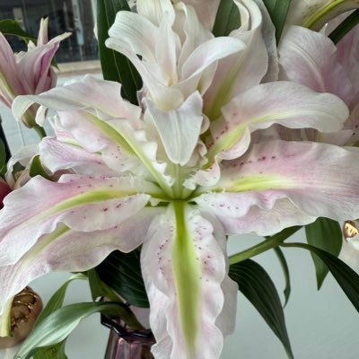 debra_janes's profile picture. Recognized as one of the Top 5% of Residential Agents in the San Antonio luxury market for years. Realtor with Phyllis Browning Company.