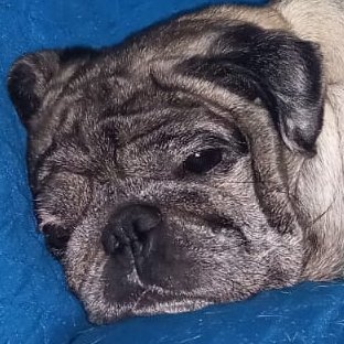 CollazoAla99679's profile picture. 