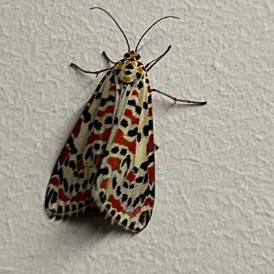 Jjtuem's profile picture. 