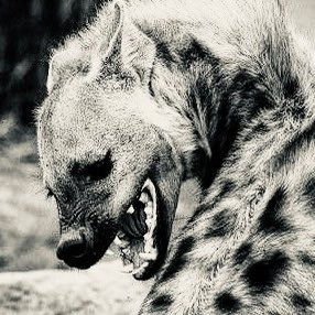 Matt_suni's profile picture. Artista que faz de tudo um pouco 🏳️‍⚧️ ele/dele TikTok: matteo_suni