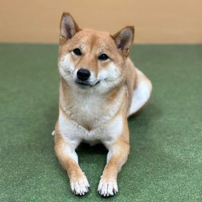 yonechi__'s profile picture. 豆柴