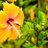 Hibiscu02654137's profile image