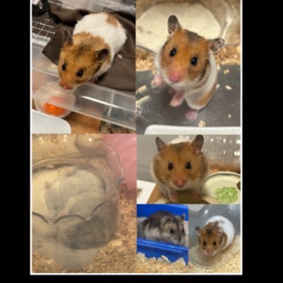 napippi04271018's profile picture. 新垣結衣/戸田恵梨香/比嘉愛未/米倉涼子/内田有紀/ちっぴ推し/ピアス/YouTube/https://t.co/D8vcJ0oFe3