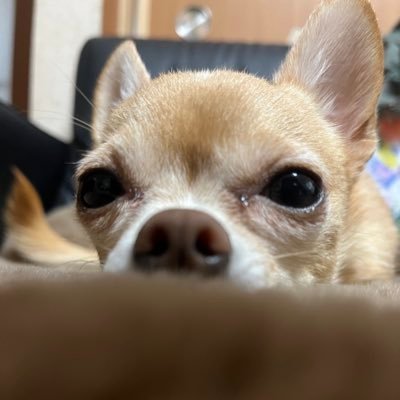 mayumi___k's profile picture. BTS 🐻🐰 愛犬チワワのコロくん 5歳 前のアカmym_kt