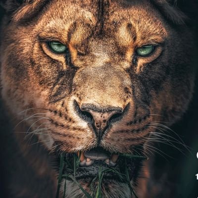 akacryptoster's profile picture. 