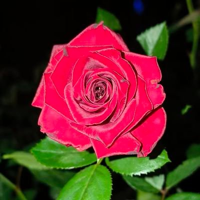 laoxiong1977's profile picture. 