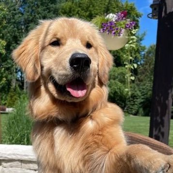 matildaknottyk9's profile picture. 