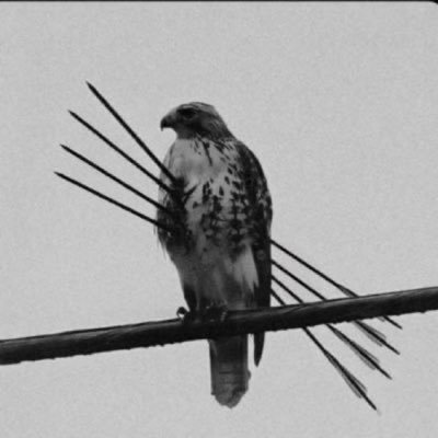 absolutelygba's profile picture. Locked in.