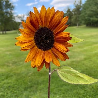 DedeNeumann's profile picture. 