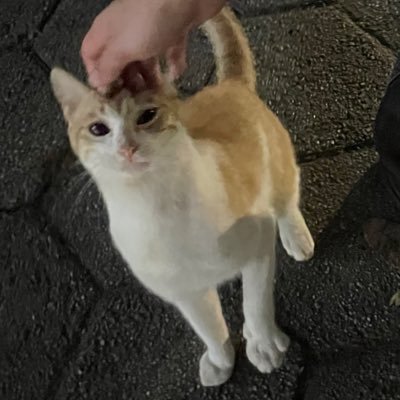 lume80s's profile picture. sim