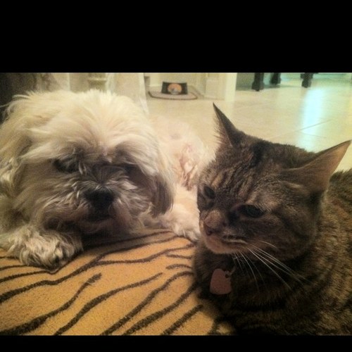 kittyprimo's profile picture. 