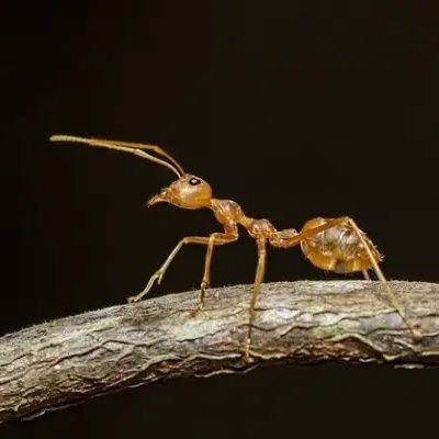 asharifauzi26's profile picture. Investor SEMUT