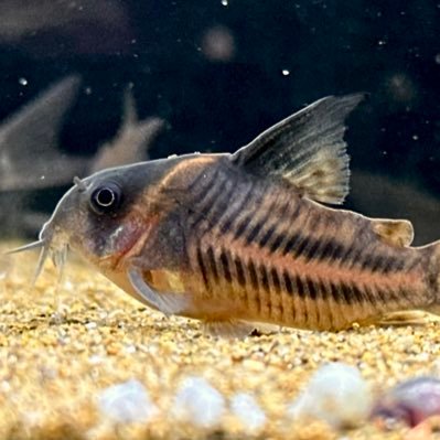 BlackSnakeR22's profile picture. 小型プレコ/コリドラス