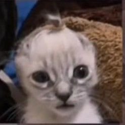 roryvlr's profile picture. nerd jogador de valorant no corpo de uma diva