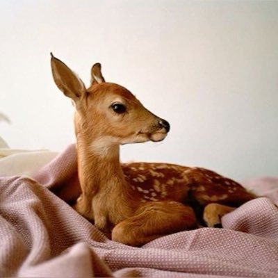 kneesocks334's profile picture. 