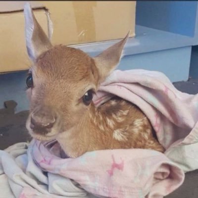 kwanniepilled's profile picture. 如同烏雲說著 cold love