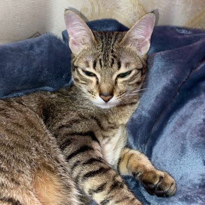 meesati_an71398's profile picture. 