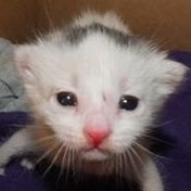 MrCandyAcid's profile picture. 18 / ESP-ENG / I draw when I can