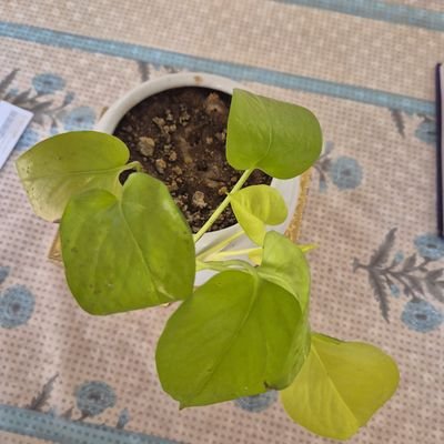 mssms02's profile picture. Indian