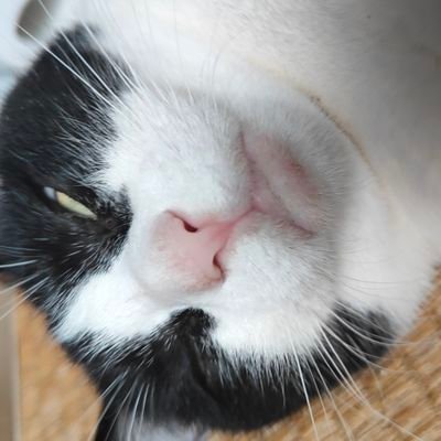 1210mosuko's profile picture. 猫たらしと呼ばれ幾数年