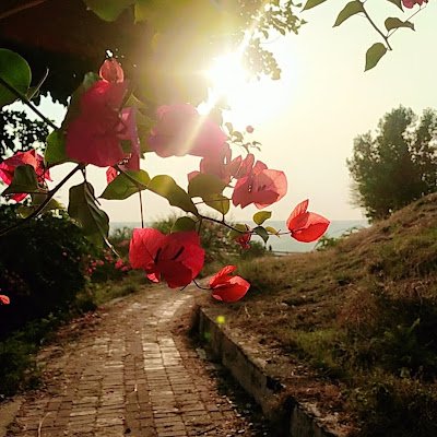 RubabCh914938's profile picture. 