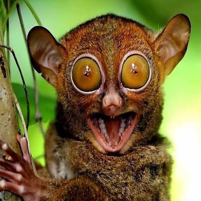 berrymythology's profile picture. iranian sorcerer // they/he