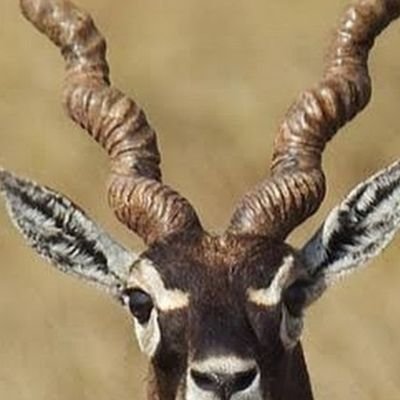 nietmiha's profile picture. 