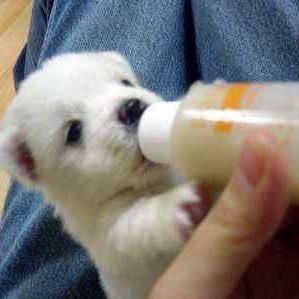 bomeman_'s profile picture. 