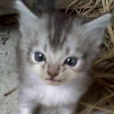 120613qwq's profile picture. 