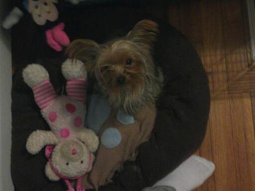 i love animals i have 6 in my room. yup im crazy and I LOVE AUSTIN MAHON!!!!! i also love music, the out doors, and TV. oh yah and i want to be an actress!