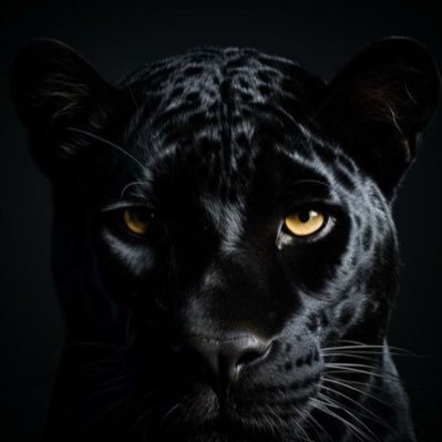 alawadhibehzad's profile picture. 