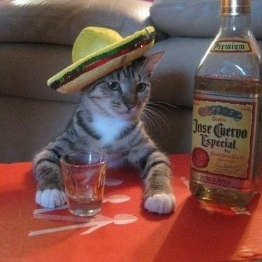 mrkittybtc's profile picture. ANTIFLUENCER- GRAND MASTER OF BAITING- CORNUCOPIA OF CONFUSION- 
LOVE KATS 🐈‍⬛, KITTYS🐈, GOATS & BABY GOATS 🐐