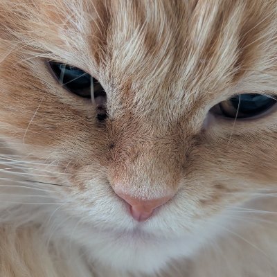 taichi_web's profile picture. web広告代理店のエンジニアもどき。猫と映画好き。社会人大学院生M1（AIと行動進化）。たくさん勉強します。29歳