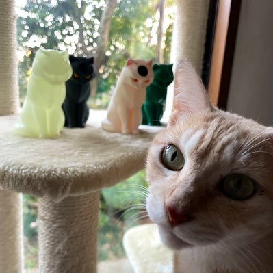 koniy_jin's profile picture. ソフビ沼に引き寄せられてる… ハマりすぎてソフビ専用アカ作成🐱 ガチャ好き おおかみくん、ブルーハムハム、３丁目のタマ