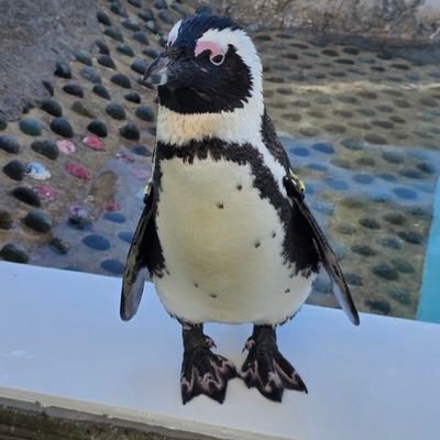 humzoh1's profile picture. ⚠️RT非表示推奨⚠️ 初めまして、ハム蔵です🐹プレゼント企画やキャンペーンに応募したり、 ハムスターの画像を眺めて癒やされています。 こんなアカウントですが、 フォロー頂けたらフォローバックさせて頂きます🙇🏻‍♂️最近はNFTや仮想通貨にも興味あります😆✨ #ハム蔵の頂きモノ