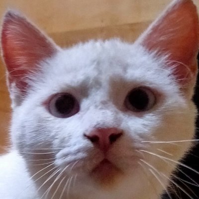 Anfema_x's profile picture. 