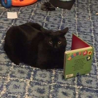 odalelado's profile picture. contexto mata