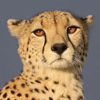 goddesslindseys's profile picture. ❤️🪽 the surrender experiment