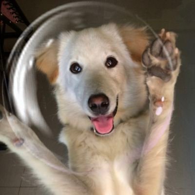 NSnow455's profile picture. #BlackPink 🖤🩷 #LingOrm 💜
#linglingkwong #ormkornnaphat