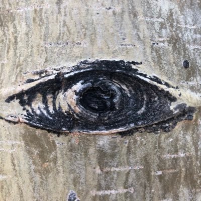 eyesthesis144's profile picture. 589