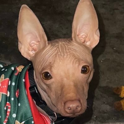 DAVIDDEARMOND01's profile picture. Human