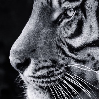 zorojogiiop5le's profile picture. 