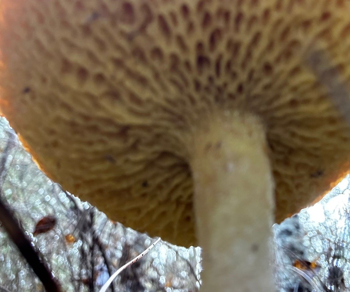 skootaroni's profile picture. 